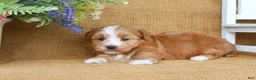 Havanese dogs for sale: Harmony - Ad 7