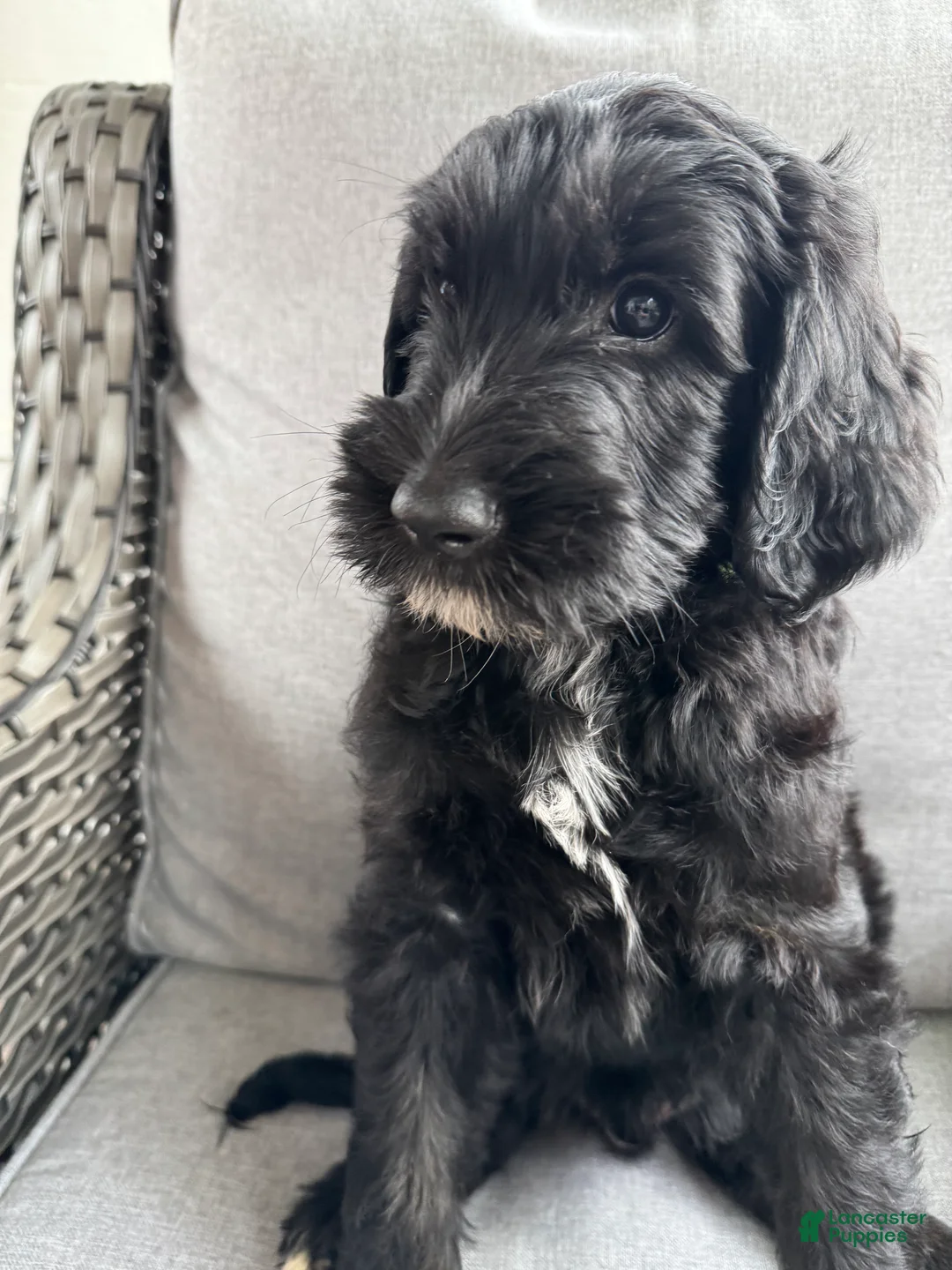 Goldendoodle dogs for sale: Levi multi generational  - Ad 1