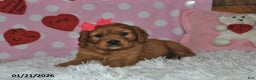 Miniature Golden Retriever dogs for sale: Fern - Ad 1