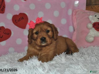 Miniature Golden Retriever dogs Fern - Ad 2