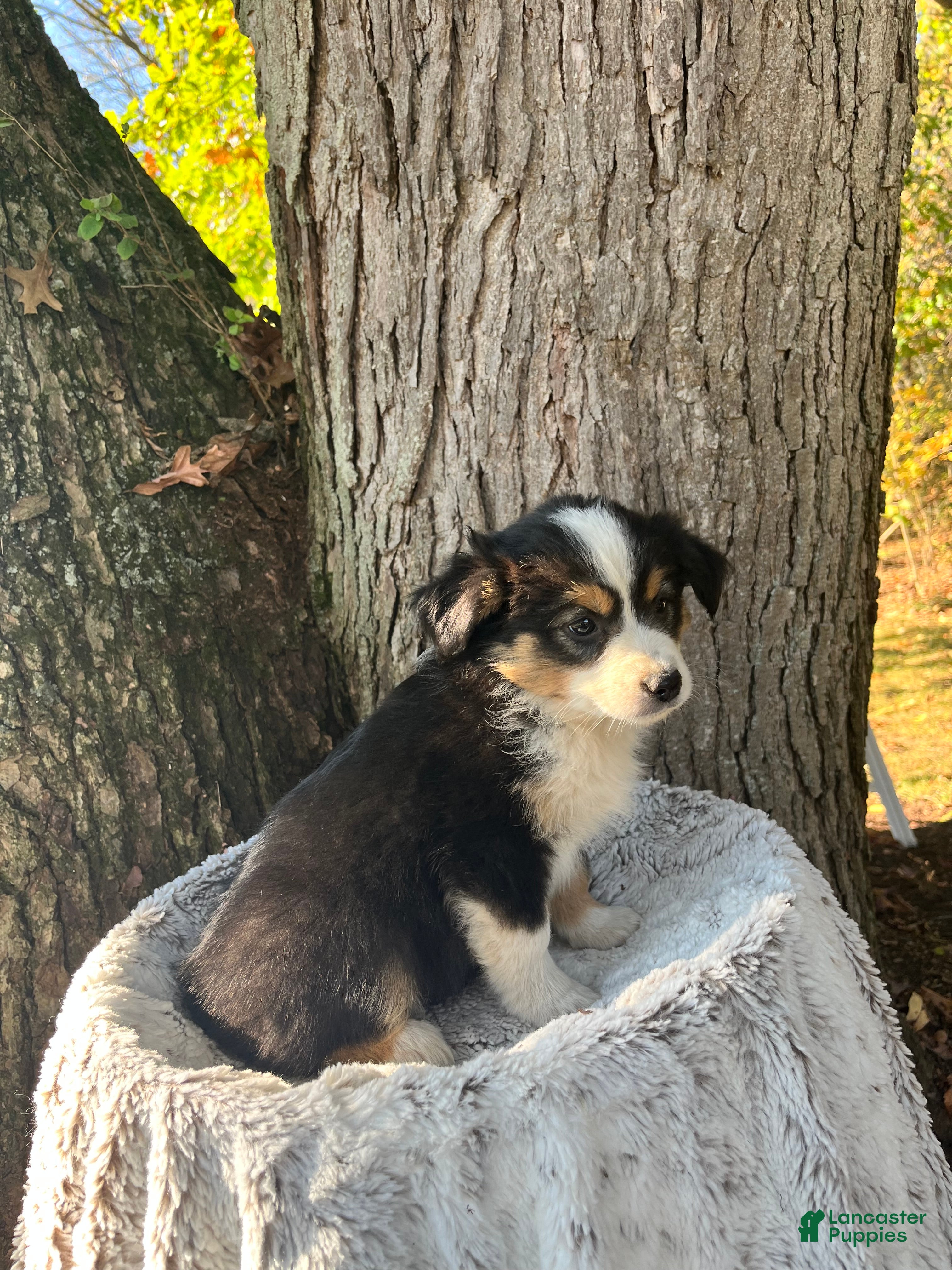 Miniature Australian Shepherd dogs for sale: Belle - Ad 2