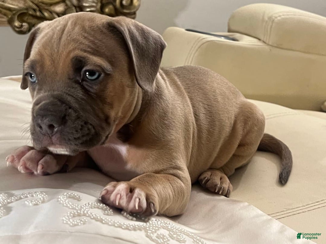 Gallery Image {{count}}