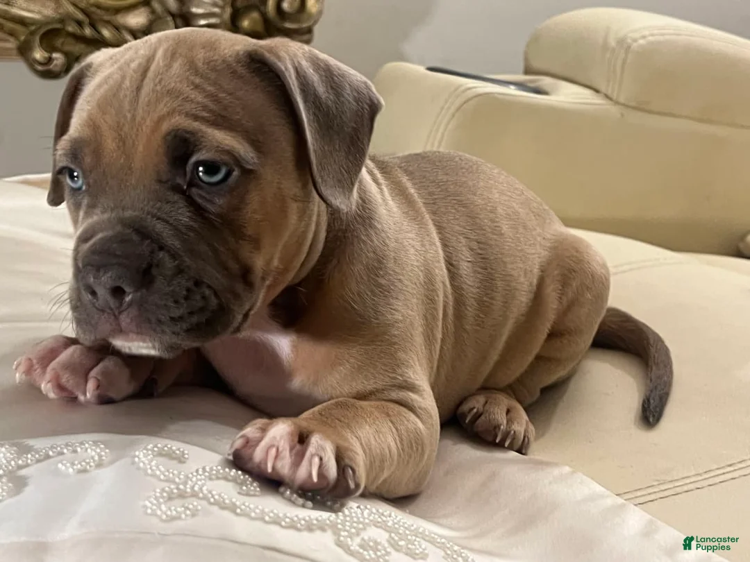 Gallery Image {{count}}