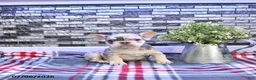 French Bulldog dogs for sale: Frankie - Ad 3