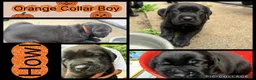 Cane Corso dogs for sale: Howl - Ad 1