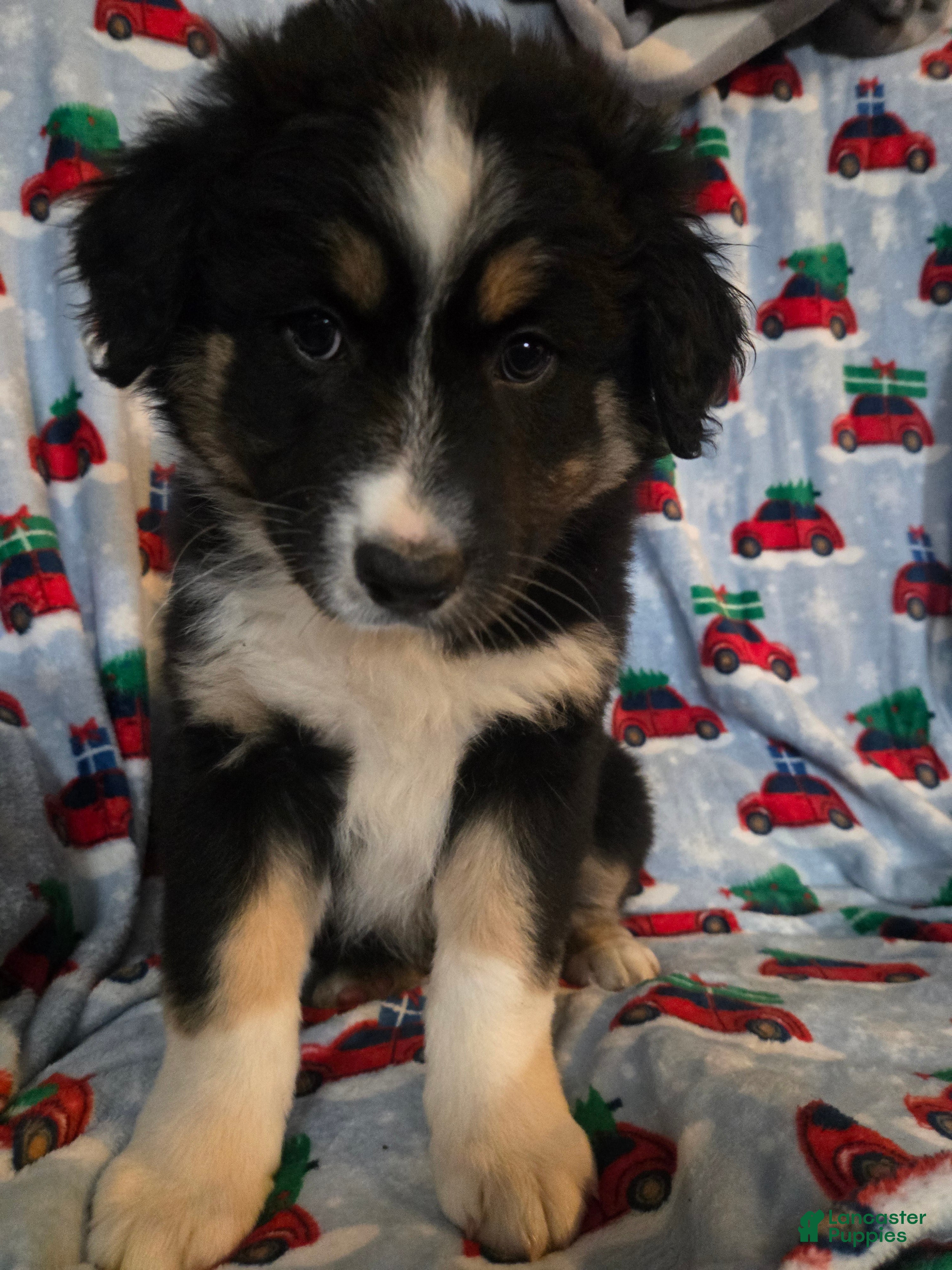 Australian Shepherd dogs Eyebrows aussie male - Ad 38