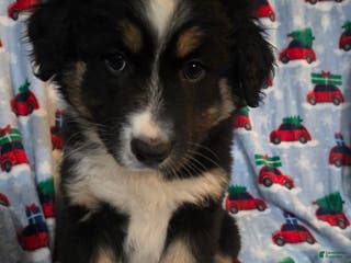 Australian Shepherd dogs Eyebrows aussie male - Ad 38