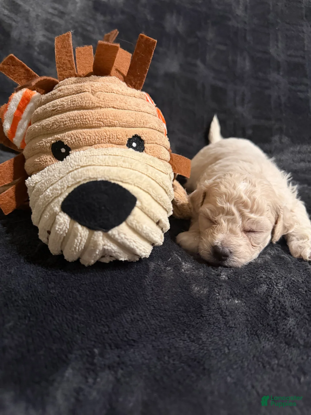 Mixed Breed dogs for sale: Peanut - Ad 1