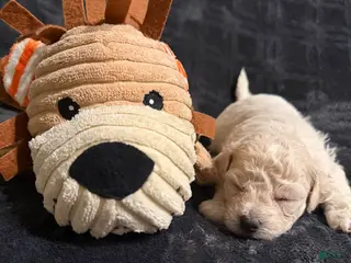 Mixed Breed dogs Peanut - Ad 8