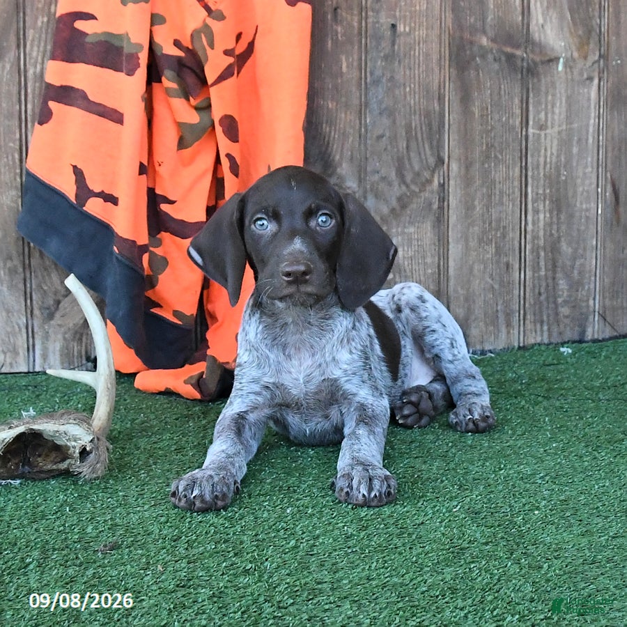German Shorthaired Pointer dogs Ruger - Ad 2