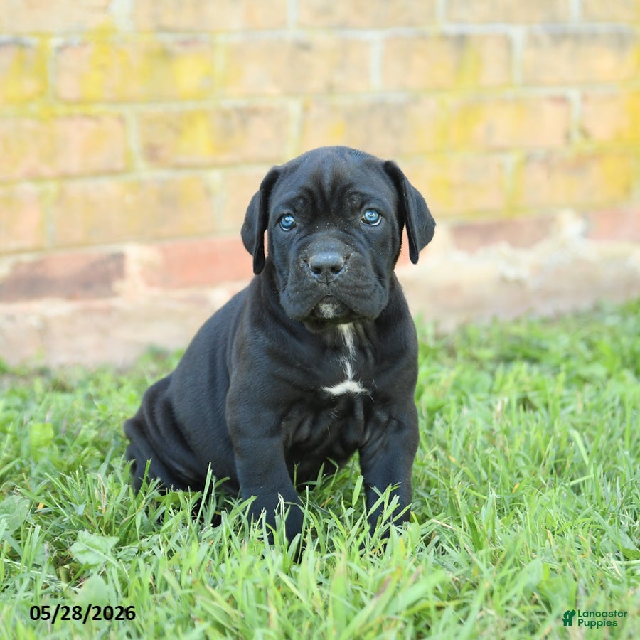 Cane Corso dogs Diamond - Ad 2