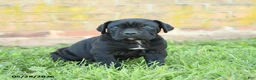 Cane Corso dogs for sale: Diamond - Ad 2
