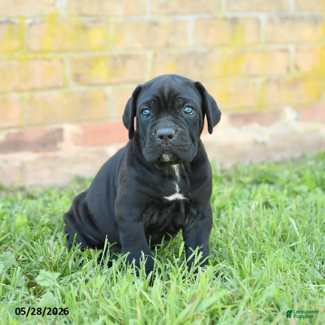 Cane Corso dogs for sale: Diamond - Ad 2
