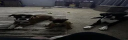 Boxer dogs for sale: Dozer - Ad 6