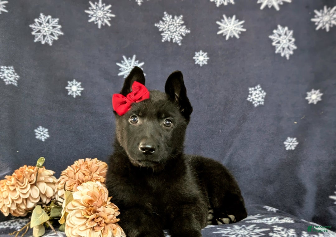 German Shepherd dogs for sale: Demi - Ad 6