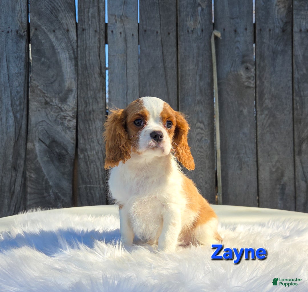 Cavalier King Charles Spaniel dogs for sale: Zayne - Ad 1