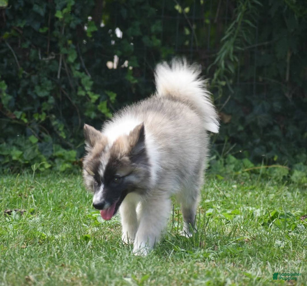 Nenets Herding Laika dogs for sale: Rowan - Ad 7