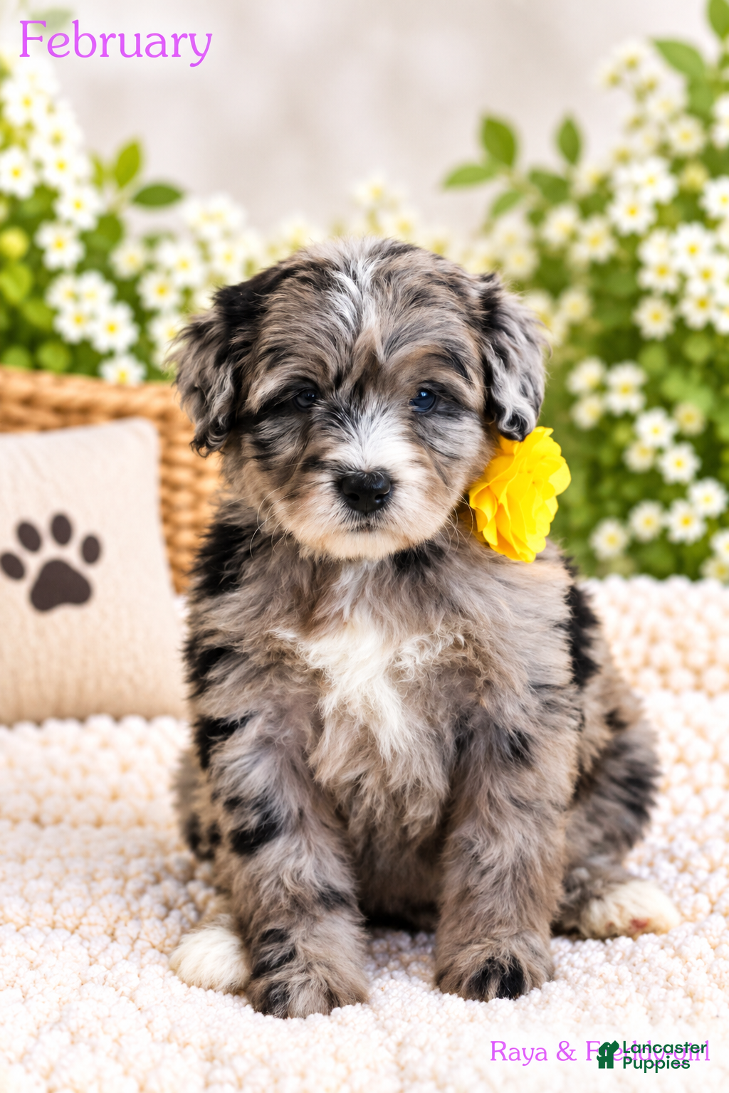Bernedoodle dogs February  - Ad 1