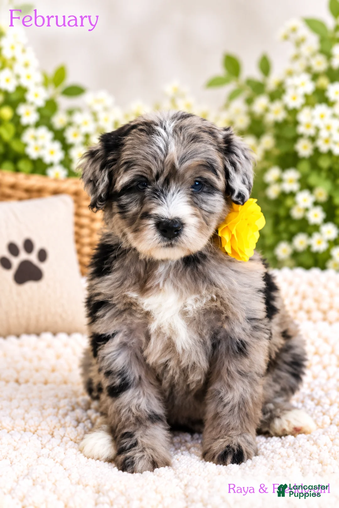 Bernedoodle dogs for sale: February  - Ad 1