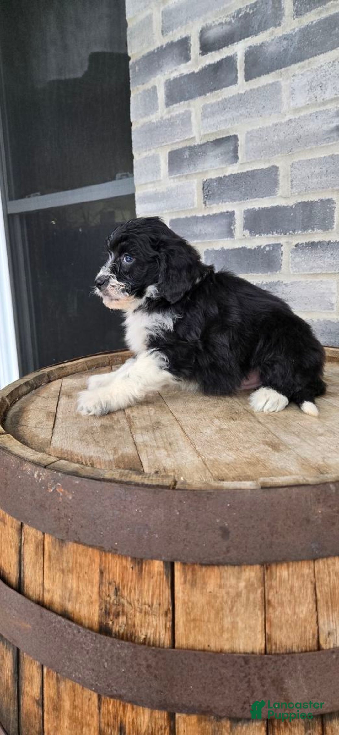 Mini Aussiedoodle dogs for sale: Sailor – Male - Ad 9