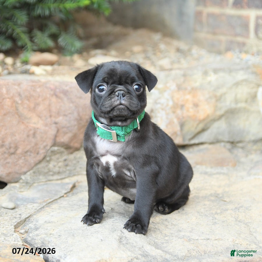Pug dogs Pussy Willow - Ad 1