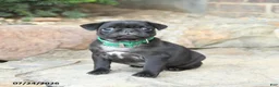 Pug dogs for sale: Pussy Willow - Ad 1