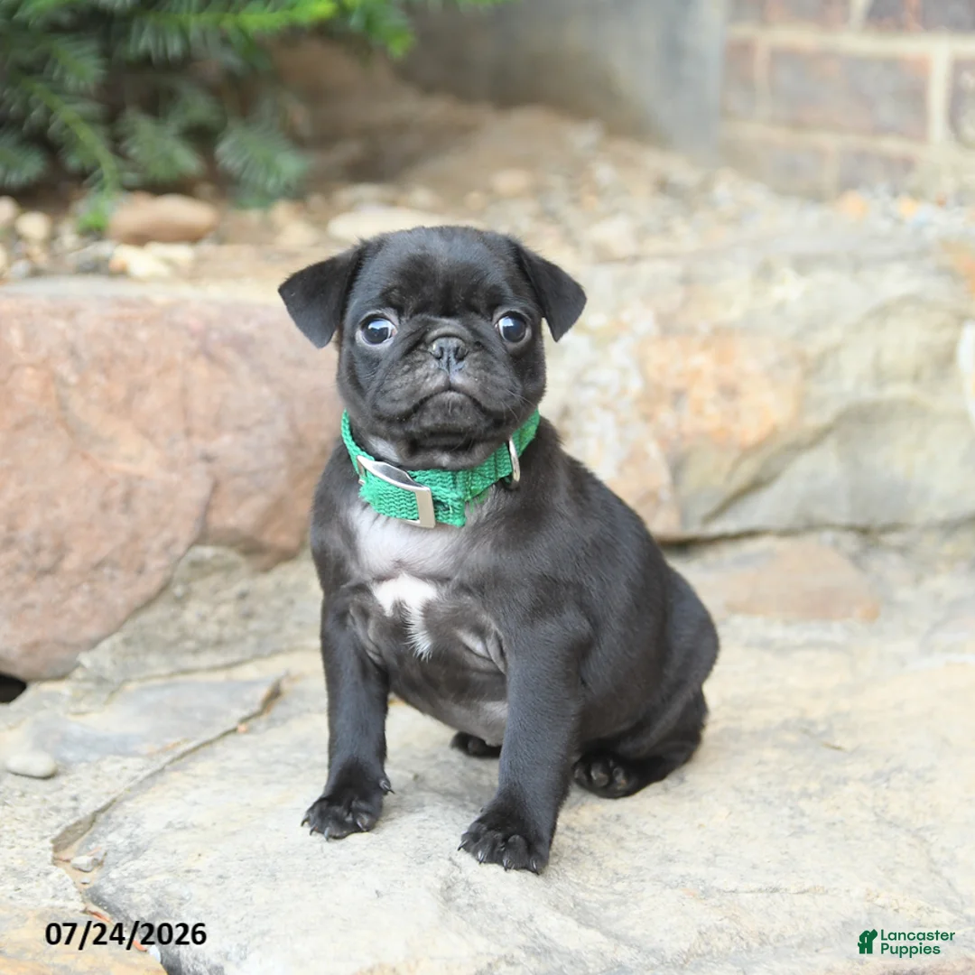Pug dogs for sale: Pussy Willow - Ad 1