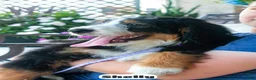 Bernedoodle dogs for sale: Shelly - Ad 6