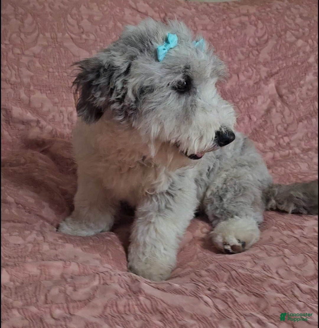 Bichpoo dogs Josie - Ad 31