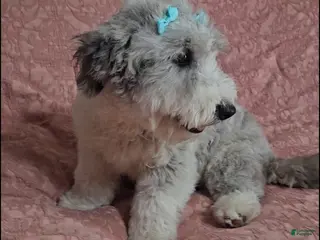 Bichpoo dogs Josie - Ad 37