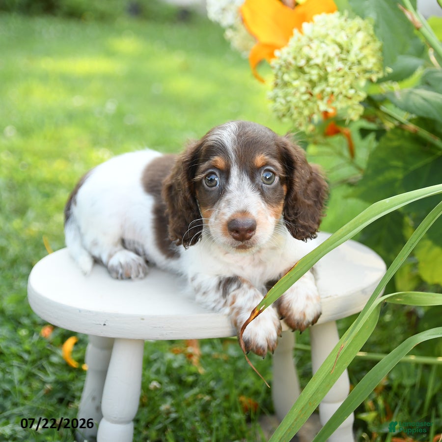 Miniature Dachshund dogs Flynn - Ad 2