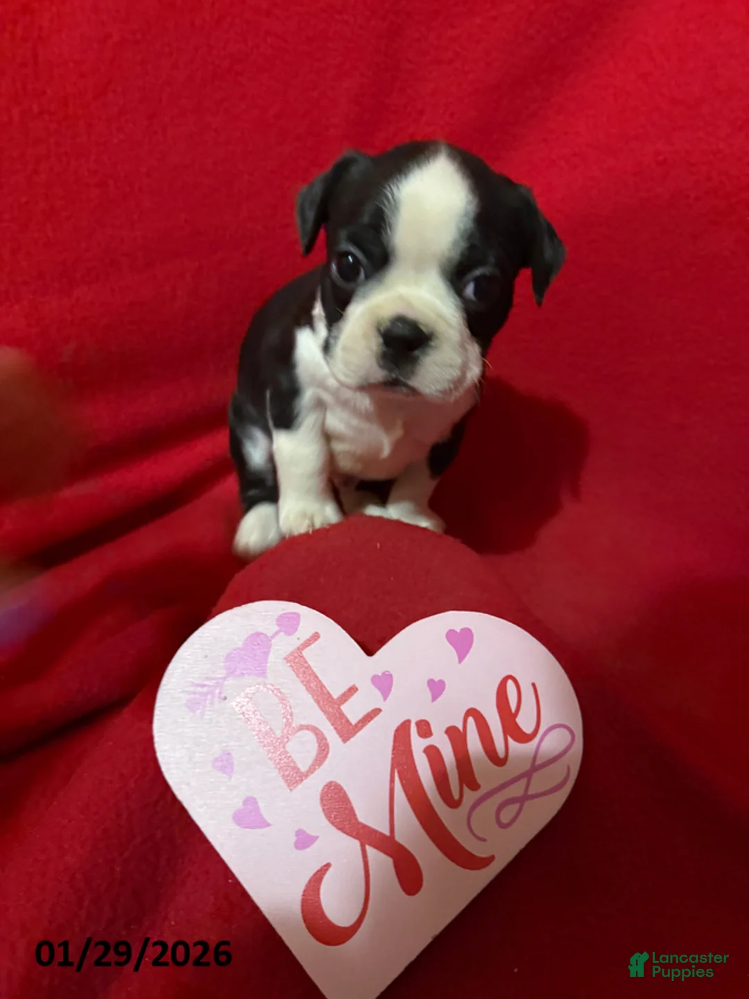 Boston Terrier dogs for sale: Harman - Ad 3