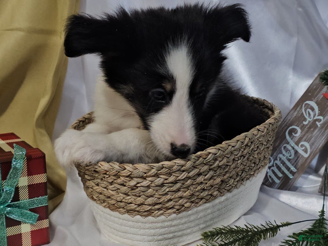 Shetland Sheepdog dogs for sale: Frosty - Ad 12