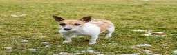 Mixed Breed dogs for sale: Franklin - Ad 6