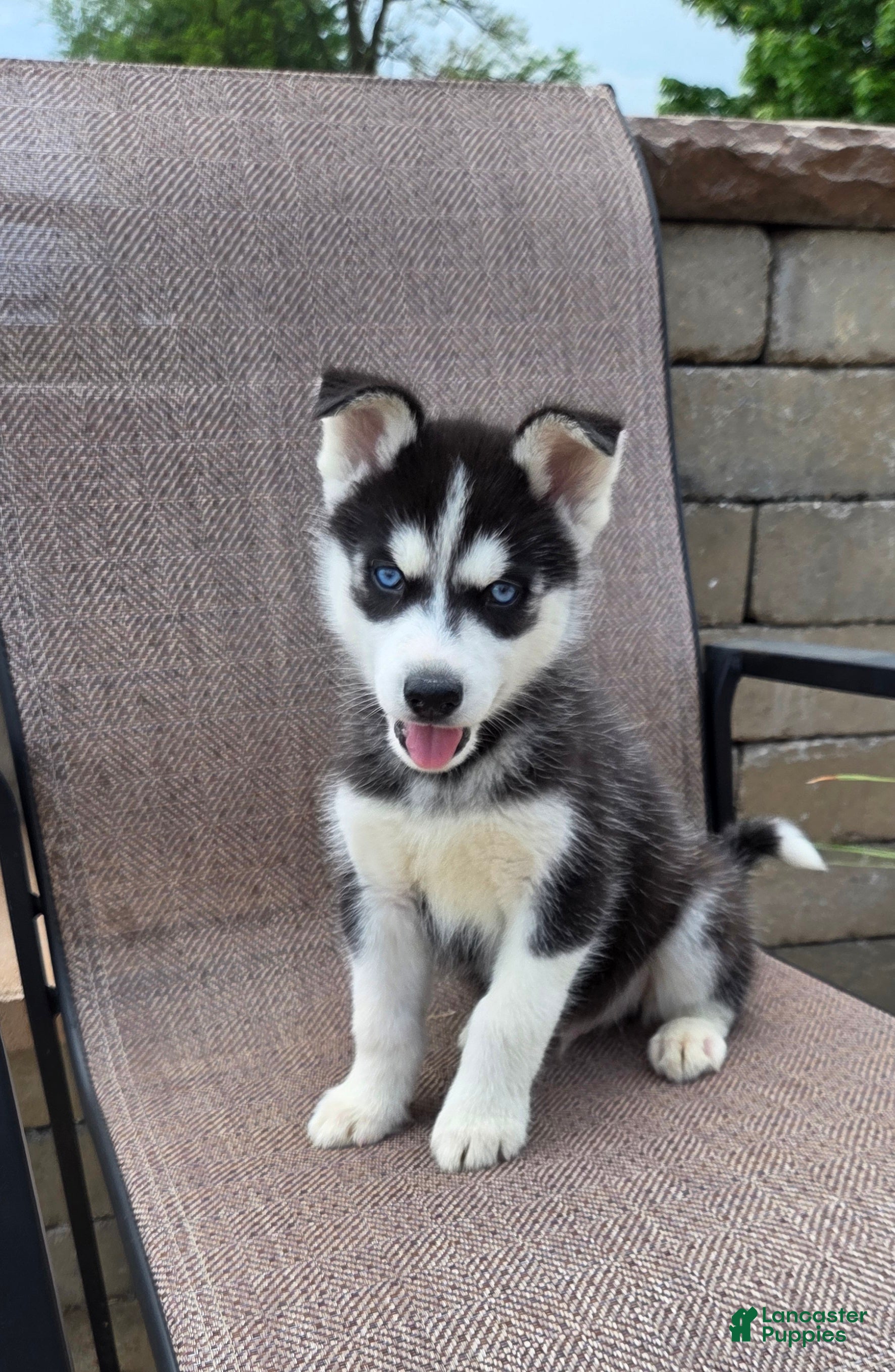Siberian Husky dogs East - Ad 1