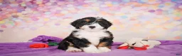 Mini Bernedoodle dogs for sale: Smokey - Ad 3