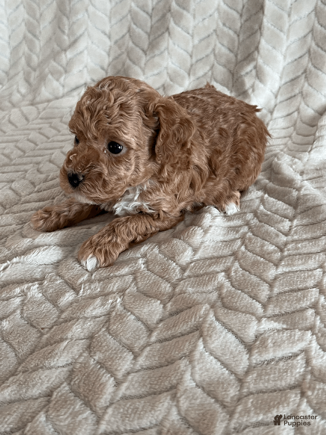 Toy Poodle dogs for sale: Ginger - Ad 3