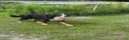 Mixed Breed dogs for sale: Mixed Breed 3 - Ad 3