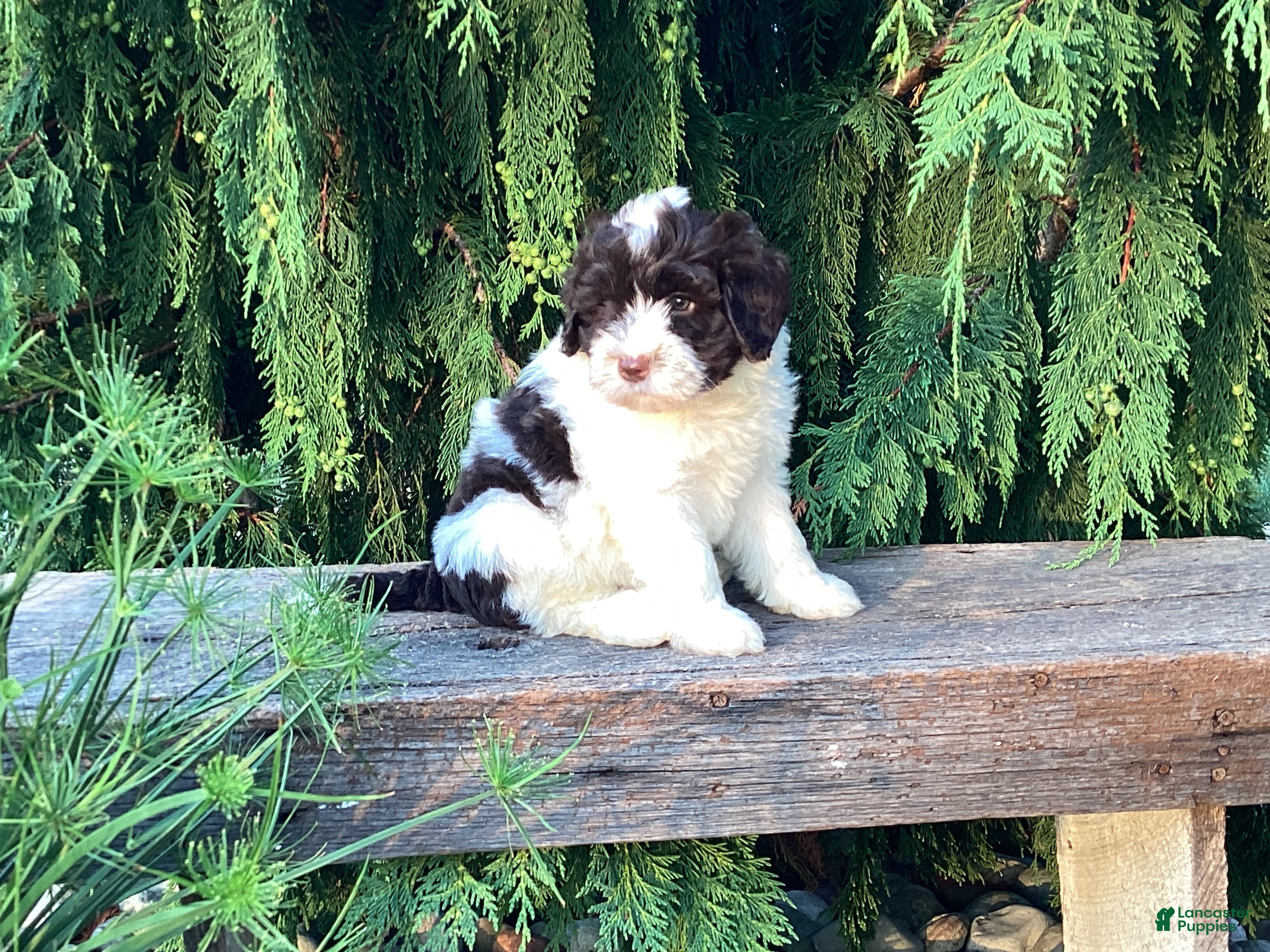 Portuguese Water Dog dogs Lincoln - Ad 2