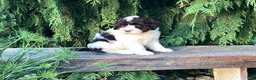 Portuguese Water Dog dogs for sale: Lincoln - Ad 2