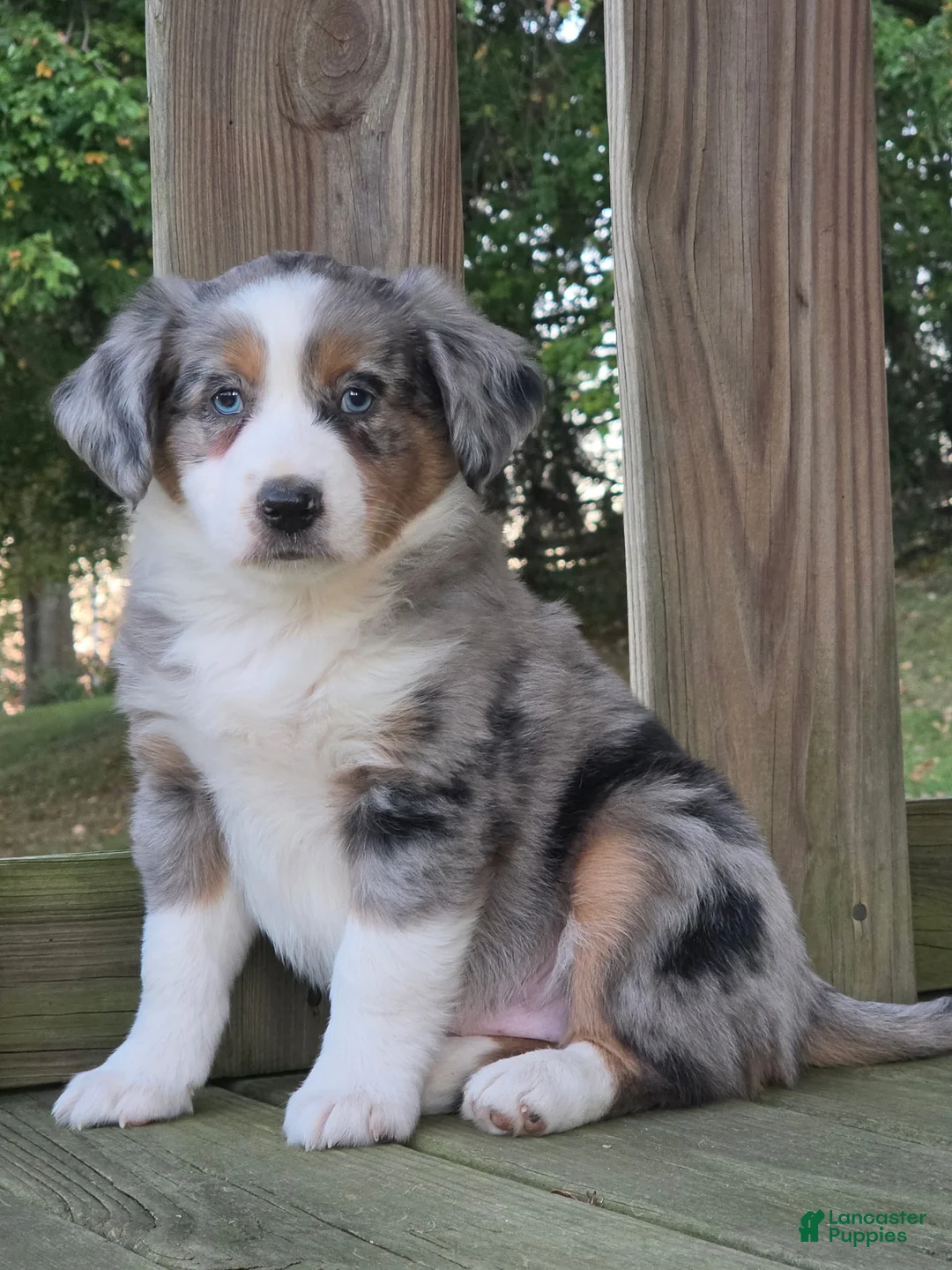 Australian Shepherd dogs for sale: Hudson  - Ad 2