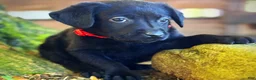 Labrador Retriever dogs for sale: Labrador Retriever 1 - Ad 16