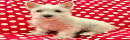 West Highland Terrier dogs for sale: Abby - Ad 10