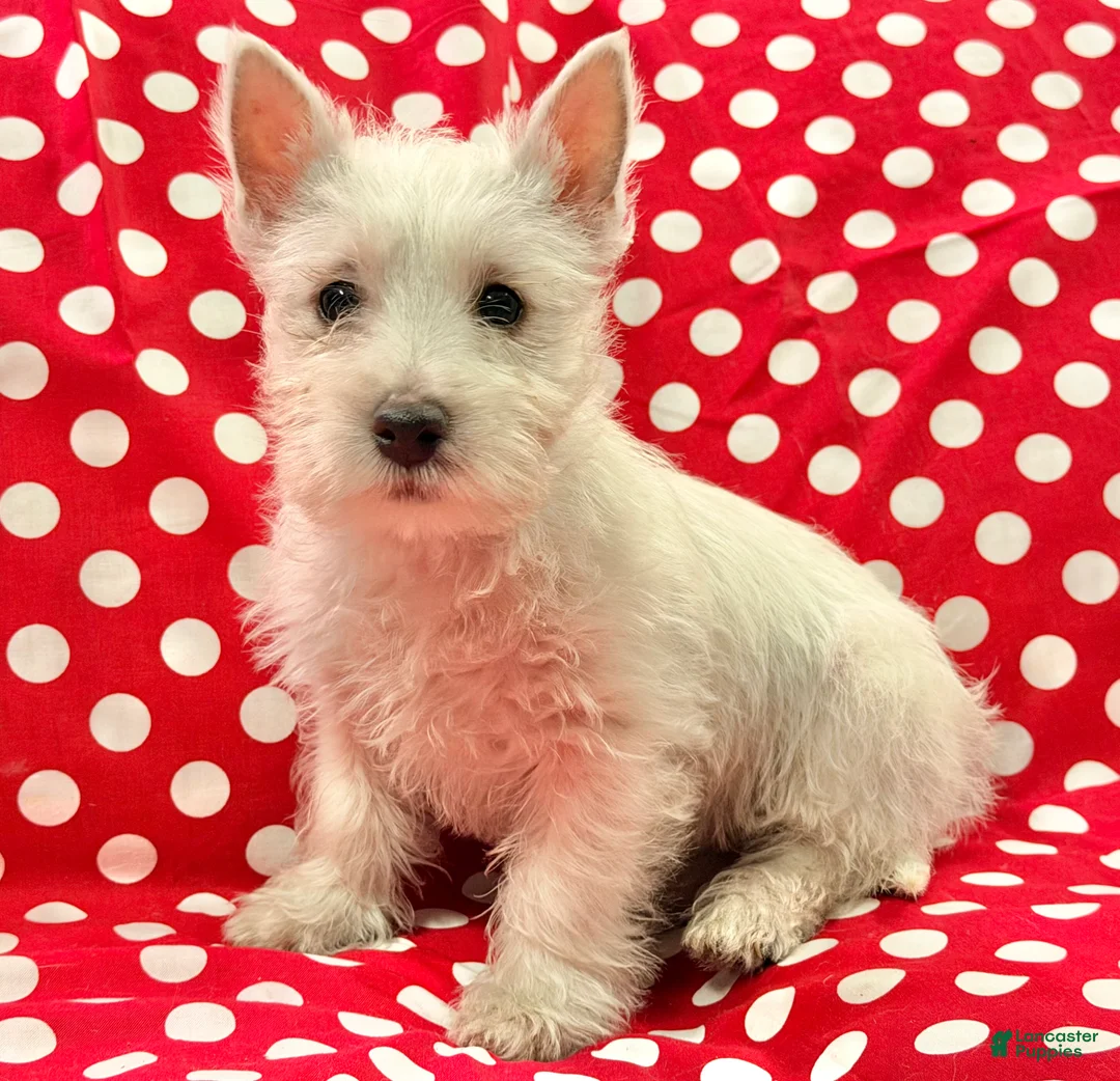 West Highland Terrier dogs for sale: Abby - Ad 10