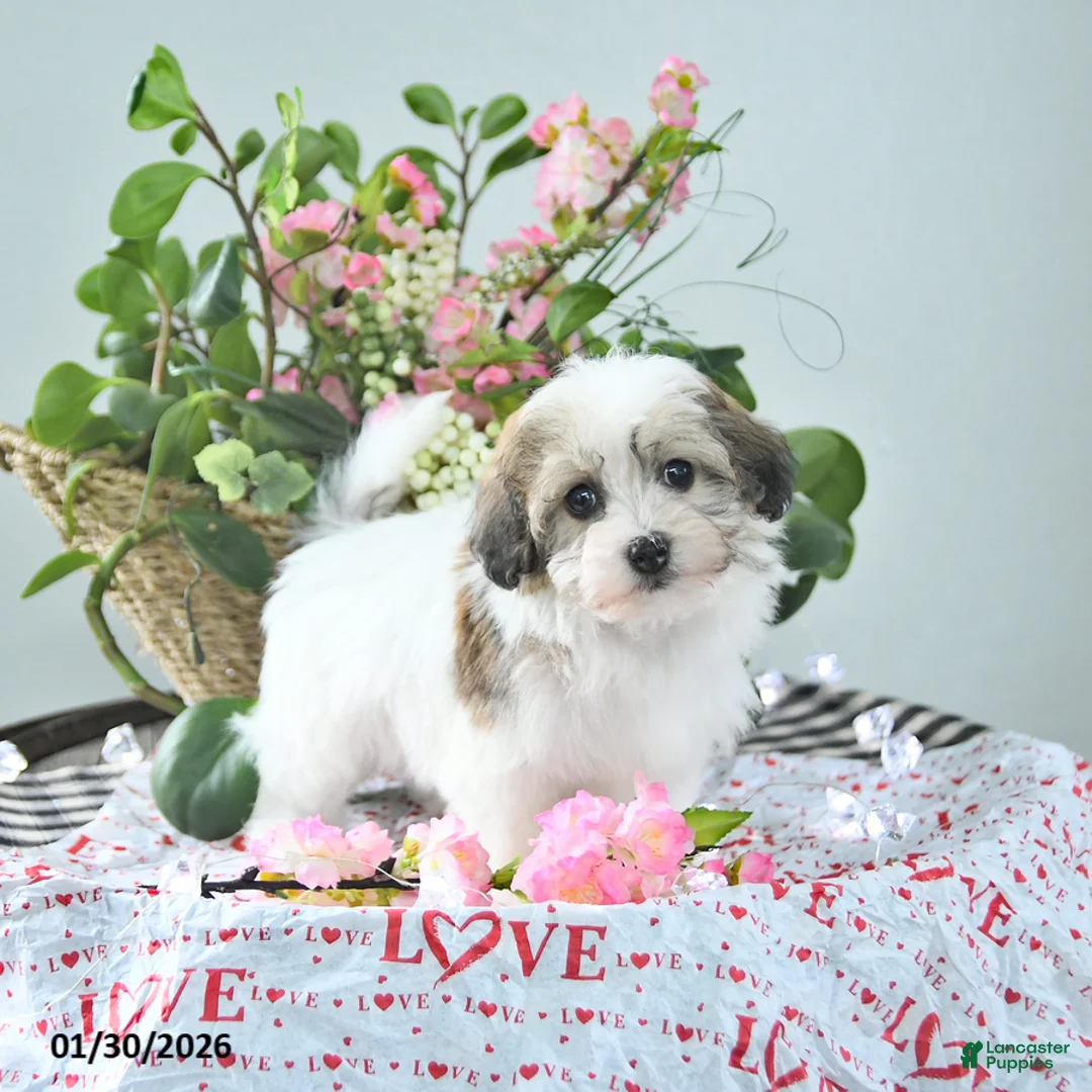 Havapoo dogs for sale: Enzo - Ad 4