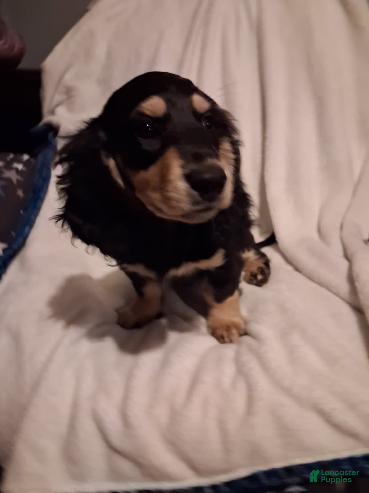 Dachshund dogs Boy - Ad 19
