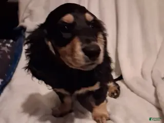 Dachshund dogs Boy - Ad 19
