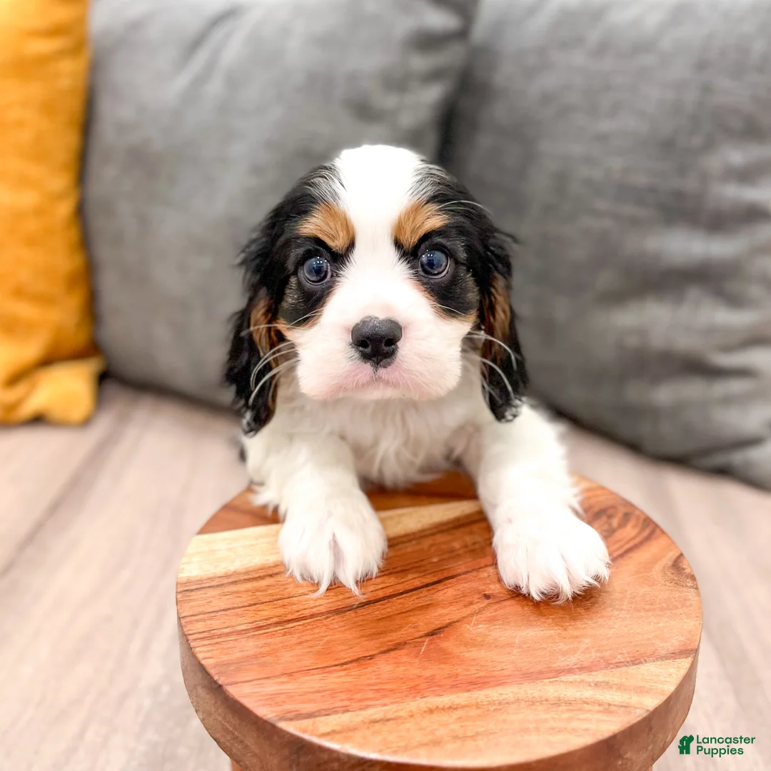 Cavalier King Charles Spaniel dogs for sale: Mickey - Ad 2