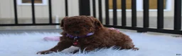 Toy Poodle dogs for sale: Maggie  - Ad 4
