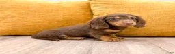 Miniature Dachshund dogs for sale: Mocha - Ad 4